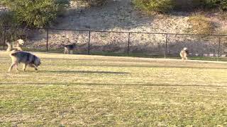 Blue Fairy Otterhounds 2021  Roaming in the Baseball Field [upl. by Melgar]