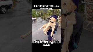 집들어가기 싫다고 버티는거 보소 골든리트리버 goldenretriever 시골집 시골생활 rusticity 강아지일상 shorts [upl. by Cromwell]