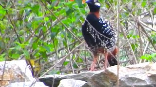 Black Francolin Male Bird  2 [upl. by Ahsenaj]