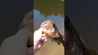 Good rooster tail bassfishing [upl. by Asilav]