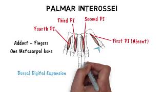 LUMBRICALS amp INTEROSSEI MUSCLES [upl. by Enirolf]