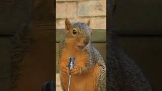 Squirrel Sings 6 Underground  Porch Critter Karaoke Shorts Version shortsvideo squirrels [upl. by Corkhill]