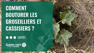 TUTO Comment bouturer les groseilliers et cassissiers  – Jardinerie Gamm vert [upl. by Hairahcaz]