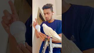 Kabuter Ne acha Kaam Kiya Mere Liye  reaction pigeon skpigeonloft shorts [upl. by Eenalem]