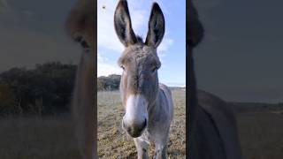 Donkey Sounds Donkey in natural habitat closeup [upl. by Vashtee595]