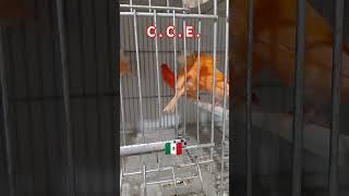 Lipocromo Rojo rumbo a la cría 2925 CCE🇲🇽🐦 animales canaricultura aves fypシ゚viral cce [upl. by Hiram835]