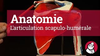 Anatomie Larticulation scapulohumérale [upl. by Yahsed]