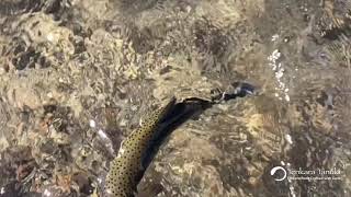 Tenkara Tanuki on Tuolumne Meadows Yosemite [upl. by Eenobe]