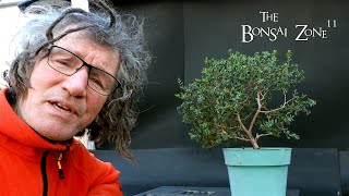 First Pruning of a New Coastal Tea Tree The Bonsai Zone Feb 2024 [upl. by Esinad141]