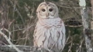 WoW unbelievable first time seeing a barred owl also known as the northern barred owl 🦉chouette [upl. by Pinzler]