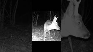 Buck Roedeer trailcamera bucks roe woods ukwildlife [upl. by Jennilee130]