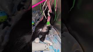 Mustachio the Tuxedo Kitten Loves to Play [upl. by Elvira]