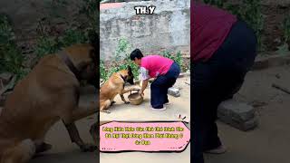 Lòng Hiếu Thảo Của Chú Chó Đối Với Bà Nội Thật Khâm Phục review chotreview dog respect [upl. by Dilaw914]