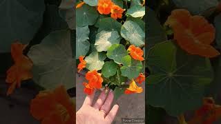 Nasturtium Plant care tips flowers shorts [upl. by Stulin457]