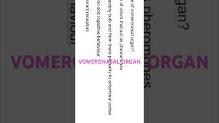 VOMERONASAL ORGAN nose [upl. by Yehc479]