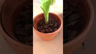 How To Propagate And Grow Bromeliads shorts [upl. by Buchbinder435]