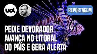 Peixeleão sem predador avança no Brasil invasão mais rápida da história diz cientista  Madeiro [upl. by Trevlac506]