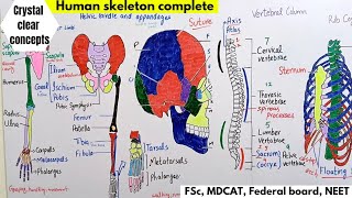 Human Skeleton  Human skeletal system Complete lecture  Bio Part 02 [upl. by Haas389]