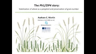 The Ph1 ZIP4 story stabilization of wheat as a polyploid and preservation of grain number [upl. by Mariko785]