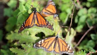 Les papillons monarques plus nombreux au Mexique [upl. by Ieluuk]