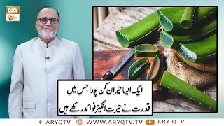 Logon Ko Aloe Vera Ka Istemal Aata Hi Nahi  Health Tips  Hakeem Syed Abdul Basit  ARY Qtv [upl. by Aizek]