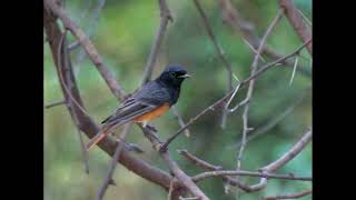 Black Redstart Bird Call [upl. by Annuaerb]