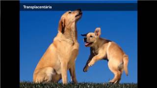 Palestra sobre Leishmaniose Viceral Canina LVC  Fabio Nogueira e Paulo Tabanez [upl. by Akimik]