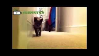 Ultimate Funny Stalking Cat Video Compilation [upl. by Aleck200]