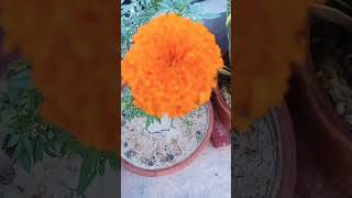 Marigold gardening gardendesign flowers [upl. by Koo]