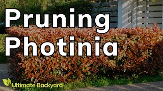 How to Prune Photinia Complete Guide [upl. by Senn644]