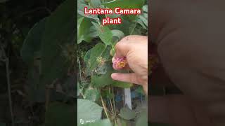 Beautiful Lantana camara plant ☘️ gardening lantana plants garden nature [upl. by Yekcin]