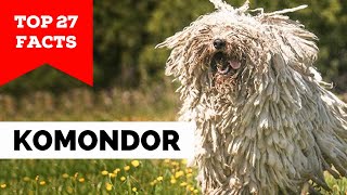 99 of Komondor Dog Owners Dont Know This [upl. by Malcolm]