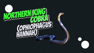 King Cobra Reclassified New Study Reveals Four Distinct Species [upl. by Hachmann]