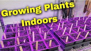 Using Grow Lights to Start Seedlings Indoors  DIY Grow Light Setup [upl. by Claudell540]