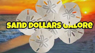 TIPS for finding SAND DOLLARS to IMPROVE YOUR Shelling Success [upl. by Elatia]