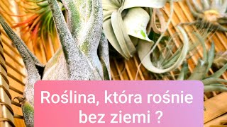 Rośnie bez ziemi i nie wymaga podlewania  Air plants w domu Tillandsia jak o nią zadbać [upl. by Asital]