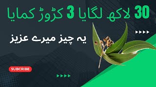 Eucalyptus Plantation  Safaida farming in Pakistan  Tree Farming Business [upl. by Tevlev]