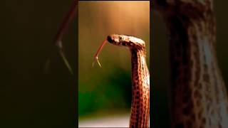 quotMOST devastating SNAKES Tropical FORESTSquot Part 3 snake reptiles wildlife [upl. by Topping668]