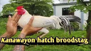 Kanawayon hatch white streamer Maganda ang katawan chicken [upl. by Akirdnahs]