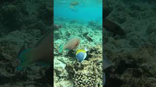 Parrot fish meets Acanthurus lineatus scubadiving fish snorkeling turtle travel scuba ocean [upl. by Narual]