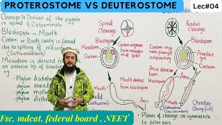 protostomia and deuterostomia  series protostomia and deuterostomia class 11 [upl. by Narrat]