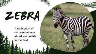 Zebra Cartoon  Zebra Animal Video  Facts About Zebras  Animal Educational Video [upl. by Declan]