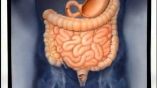 Introduction to Gastroenterology [upl. by Eelrebmik]