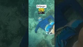 Snorkeling Tour in the galapagos  Las Tintoreras Isabela  Day 5 part 2 [upl. by Ahsilad]