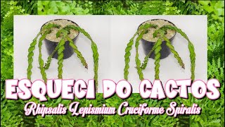 Esqueci o Cacto Parafuso Pendente  Rhipsalis Lepismium Cruciforme Spiralis [upl. by Cuda]