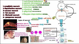 Reversible and Irreversible cell injury necrosis [upl. by Storm576]