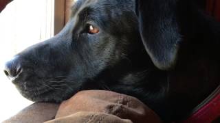 MY LABRADORS REACTION  WHIMPERING amp GROWLING [upl. by Austreng]