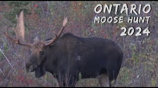 MOOSE HUNT 2024  NORTHERN ONTARIO moosehunting [upl. by Nogas]