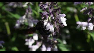 Xylocopa violacea  Bumblebee slow mo [upl. by Nerrol]