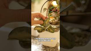 Propagating my favorite Hoya hoya plantpropagation houseplant tutorial fyp [upl. by Valencia]